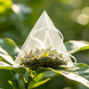Happy Valley Green Tea Honey & Lemon packaging and key product features