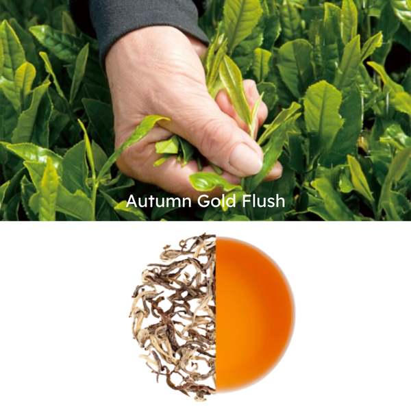 Autumn Gold Flush – Darjeeling Autumn Flush Black Tea gift packaging and product presentation