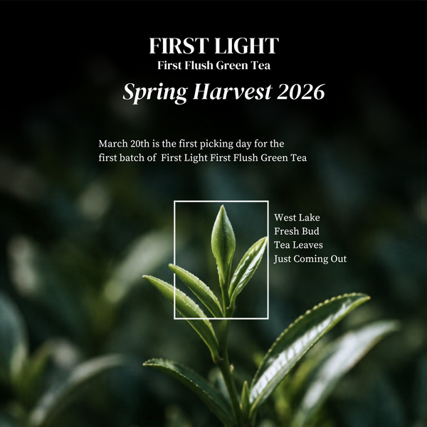 First Light First Flush Darjeeling Green Tea – Whole Leaf brewed tea serving suggestion