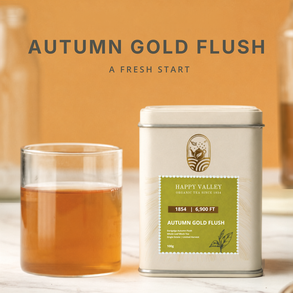 Autumn Gold Flush – Darjeeling Autumn Flush Black Tea tea origin and quality details