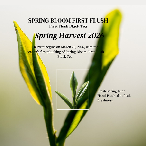 Spring Bloom First Flush Black Tea – Whole Leaf brewed tea serving suggestion