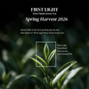 First Light First Flush Darjeeling Green Tea – Whole Leaf brewed tea serving suggestion