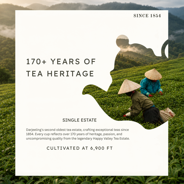 First Light First Flush Darjeeling Green Tea – Whole Leaf gift packaging and product presentation